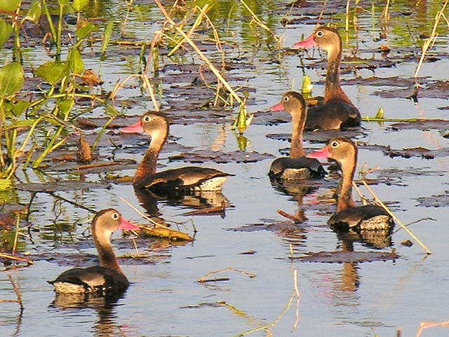 whistling-duck_2