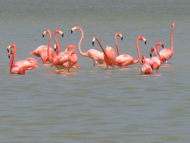 flamingos_05
