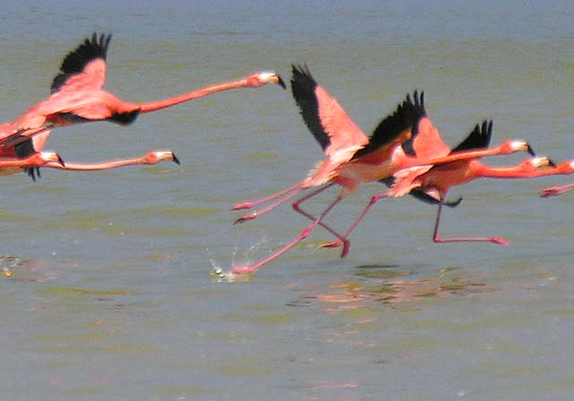 flamingos_17