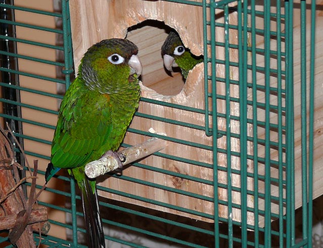 conures_01