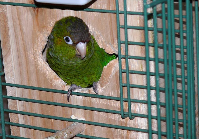 conures_02