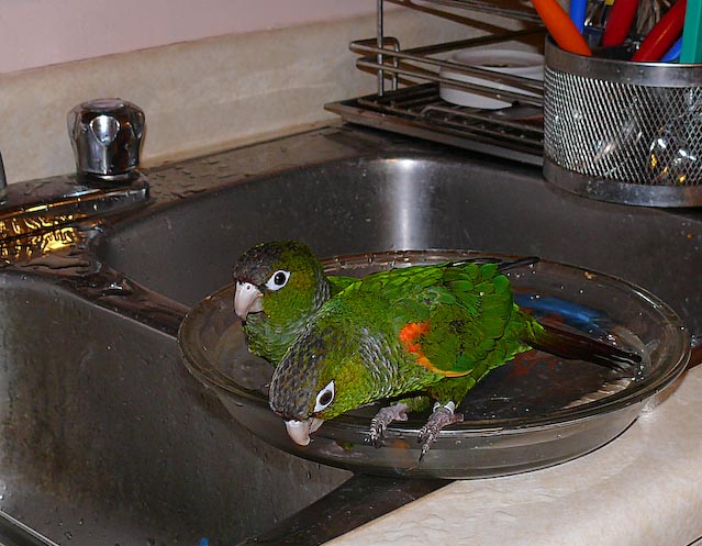 conures_03