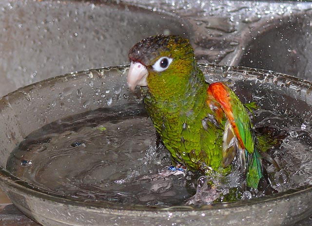 conures_05