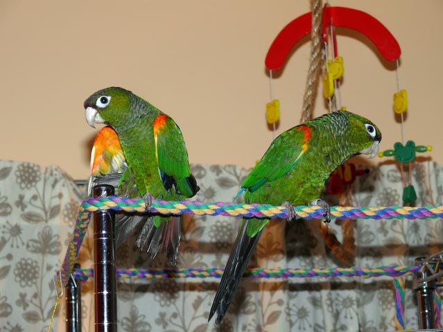 conures_08