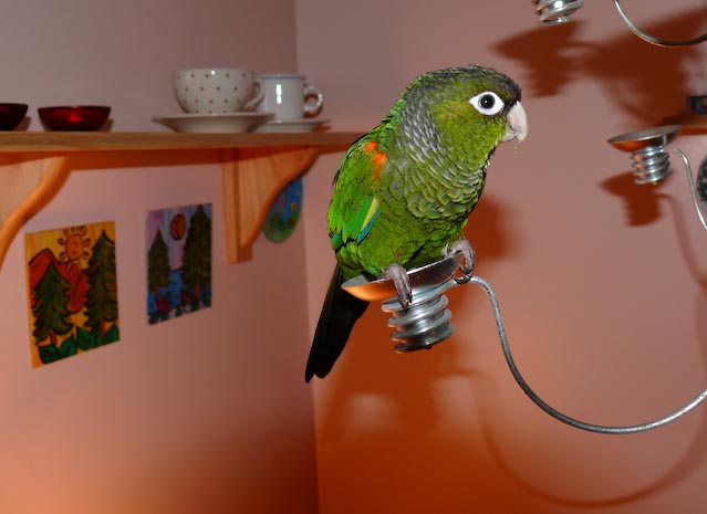 conures_10