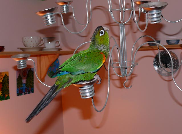 conures_11