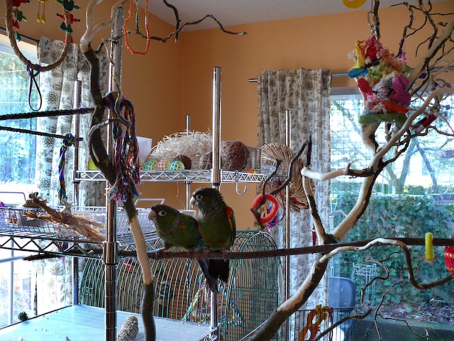 conures_14