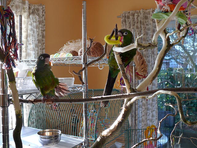 conures_15