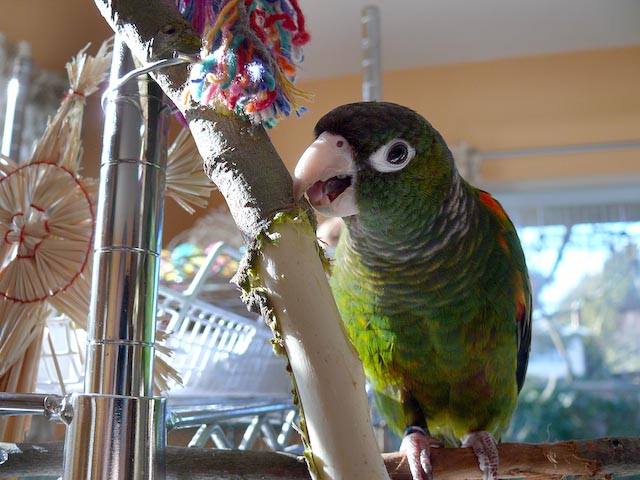 conures_17