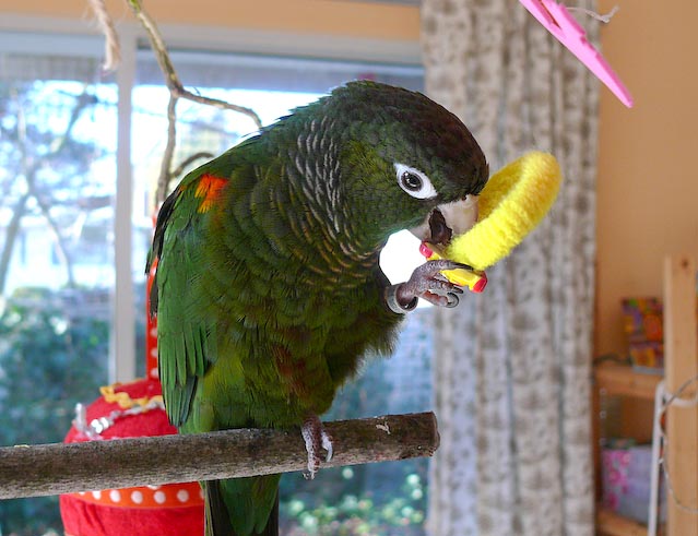 conures_18