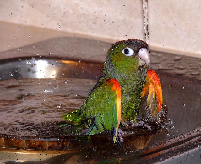 conures_19