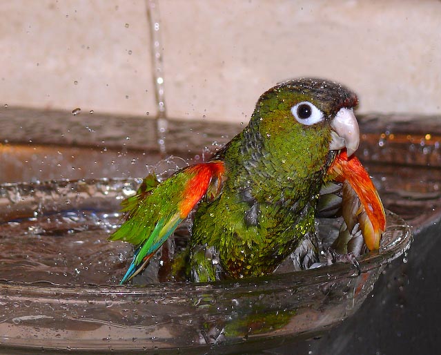 conures_23