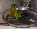 conures_04