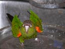 conures_06