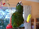 conures_07