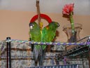 conures_09