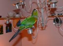 conures_11