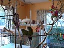 conures_14