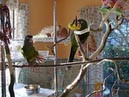 conures_15