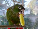 conures_16