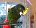 conures_18