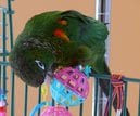 conures_20