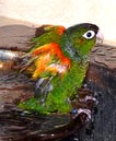 conures_22