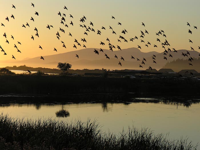flocks_01