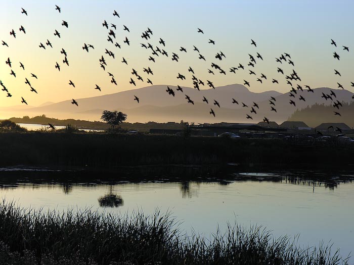 flocks_02