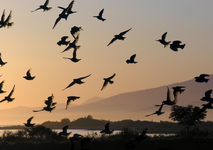 flocks_03