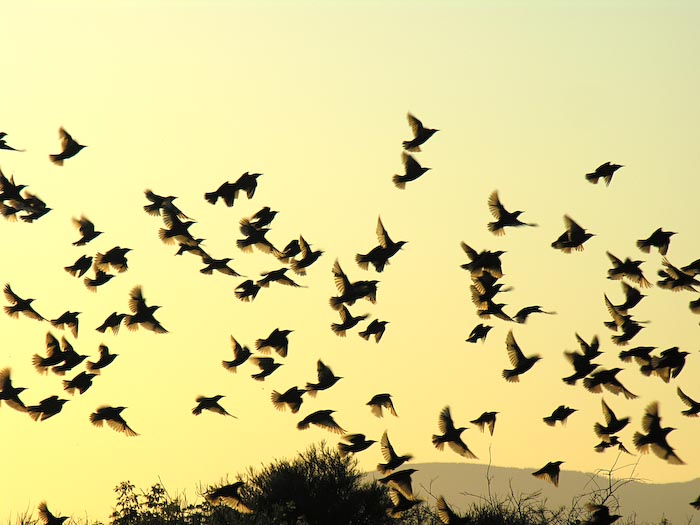 flocks_07