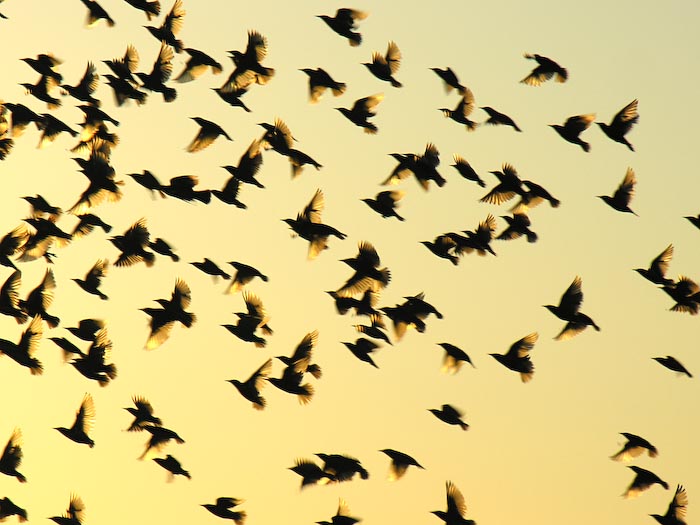 flocks_08