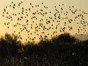 flocks_19
