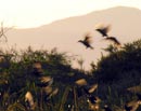 flocks_21