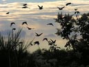 flocks_22