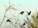 flocks_23