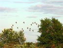 flocks_24