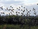 flocks_25
