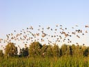 flocks_26