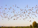 flocks_27