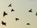 flocks_37