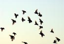 flocks_39