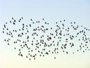 flocks_40