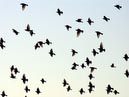 flocks_41