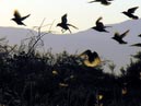 flocks_44