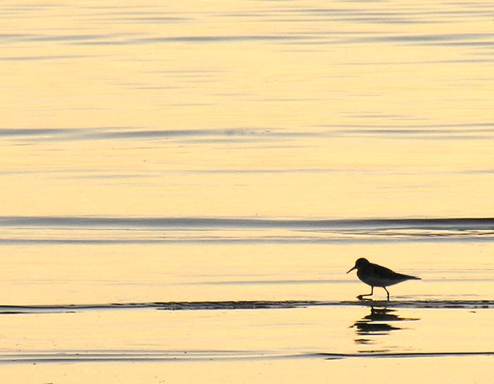 shorebirds_sunset_01
