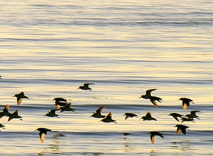 shorebirds_sunset_09