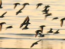 shorebirds_sunset_02