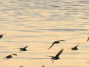 shorebirds_sunset_06