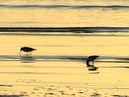 shorebirds_sunset_07